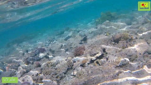 Ras Katy best free beach at Sharm El Sheikh review, Рас Кэти, رأس كاتي اجمل شاطئ مجاني في شرم الشيخ смотреть онлайн