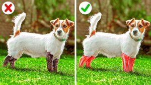 🐾Гаджеты для питомцев 🐶 Полезные лайфхаки для заботы дома