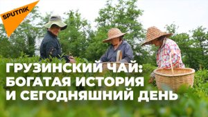 Знаменитый грузинский чай: перспективы развития чаеводства в стране