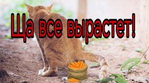Коты удобрили морковь. Натуральное удобрение для моркови. Любишь грядки - люби и ссаночки кошек.