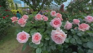 САДЫ ЯПОНИИ. Keisei Rose Garden ВЕСНА 2025 года. ГДЕ РОЗЫ РАСКРЫВАЮТ СВОЮ ИСТИННУЮ ПРИРОДУ