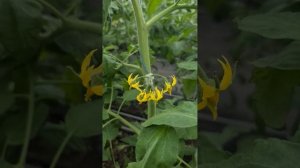 Мануса, Масумі, Зухраза, Наргіза - рожевий томат від @Rijk