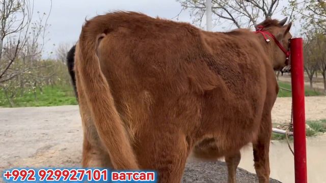 Ғуночинхо 2-сар барои мол кардан 30 марта 2025 г. смотреть онлайн