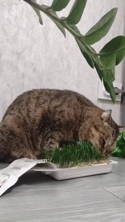 Травоядный кот. Какую траву едят кошки...
