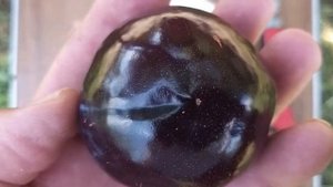 Слива диплоїдна Блек Сплендор (Black Splendor)