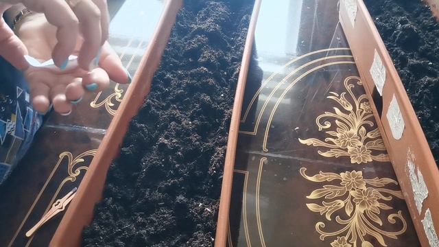 Как посеять помидоры. / смотреть онлайн