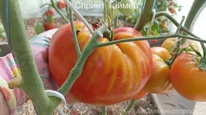 Обзор томатов 2024: Спринт Таймер