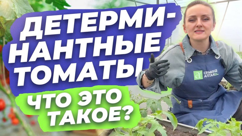 ДЕТЕРМИНАНТНЫЕ ТОМАТЫ. ЧТО ЭТО ТАКОЕ?