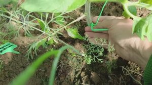 Подвязка томатов шпагатом в теплице. Как я это делаю