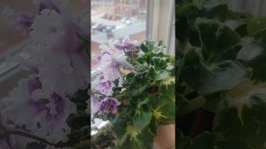 МТ-Ноты Сердца коллекция фиалок Оксаны Разумовской