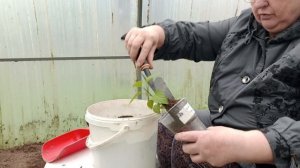 Эксперимент продолжается