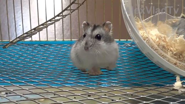 Хомяк Джунгарский (Джунгарик). Jungar hamster смотреть онлайн