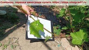 Виноград Бананас - уже за это его можно любить, обратит