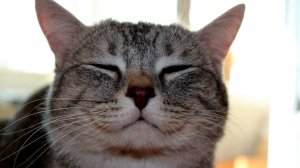Смешные котики)