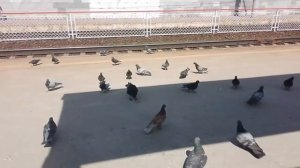 Голуби и ворона, как типичная демократия