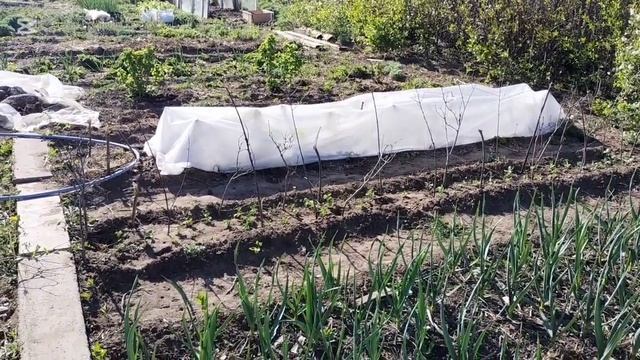 Высаживаю помидоры в парник смотреть онлайн