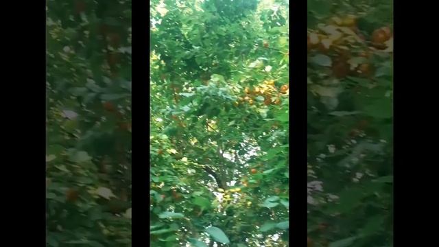 🌿Сезон  абрикосов 🌿