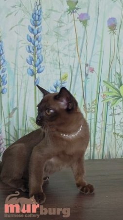 Питомник бурманских кошек "MURBURG"