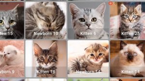 Звук для привлечения маленьких кошек | Звуки котят для