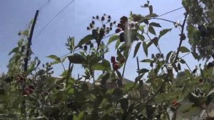 ЕЖЕВИКА ВАШИТО