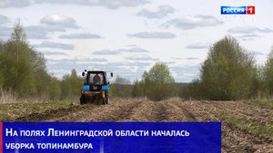 На полях Ленинградской области началась уборка топинамбура