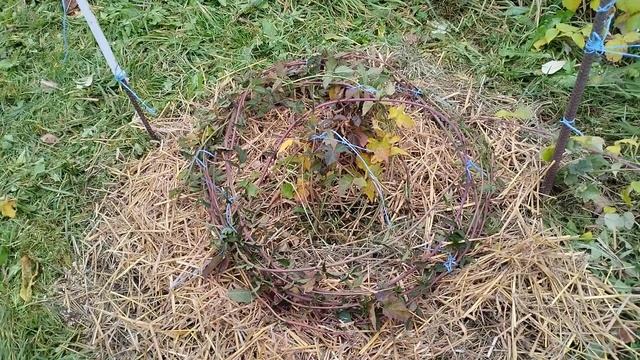 ежевика Вилдготовлю к зимовке.2 год вегетации