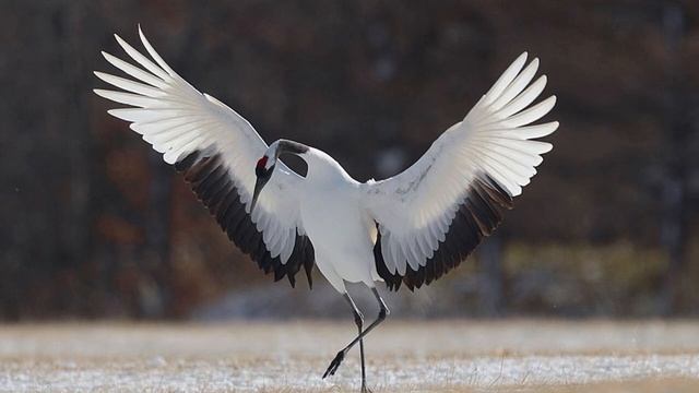 Птица белая с чёрным крылом. 2024 смотреть онлайн