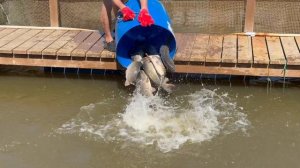 Запуск карпа в акваторию 1200 кг !!!