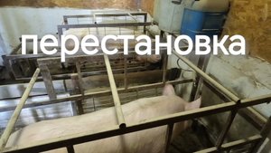 ⏮️ Перестановка в свинарнике ⏭️ Место найдётся для каждой будущей маме