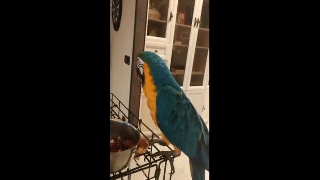 Попугай дергает или трясёт крыльями что это значит., ? смотреть онлайн