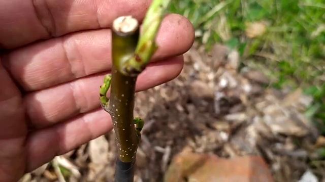 Уход за прививкой. Апрель