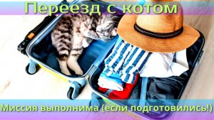 Как подготовить кошку к переезду