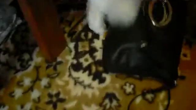 Кошка - Муська танцует чечетку смотреть онлайн