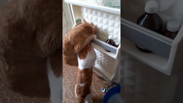 Коты плюс валерьяна. цирк с котами.