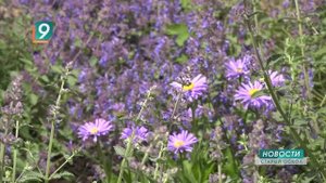 Новости Старого Оскола от 22 мая