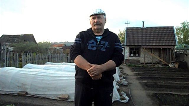 Высаживаю перцы в открытый грунт
