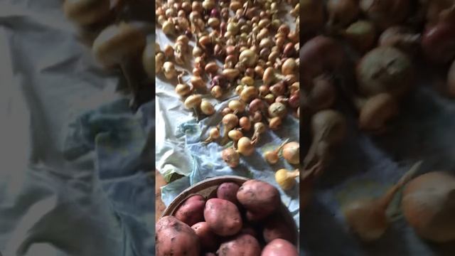 Какая картошка.Лук настелила сушить. смотреть онлайн