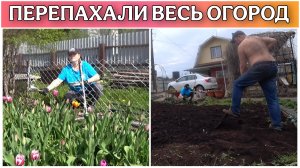 Огород превращается в САД🌷/Посадили газонную траву вместо грядок/Подготовка земли для посева газона