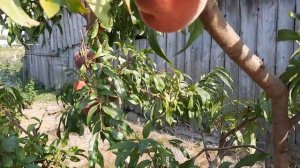 Персик ФФ 24007