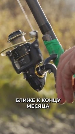 🤔 Какую рыбу ловить в июне