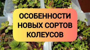 ОСОБЕННОСТИ НОВЫХ СОРТОВ КОЛЕУСОВ
