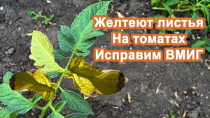 Желтые листья на Томатах Исправляем ВМИГ Делюсь своими методами борьбы с пожелтением листочков.