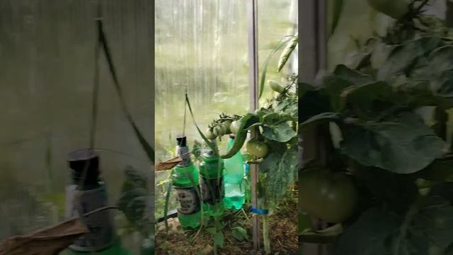 супер сорта томатов , обзор все как есть👌☝️ смотреть онлайн