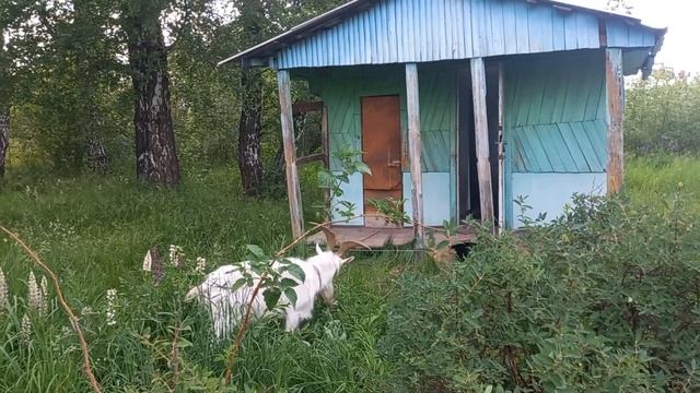 Пока Бинго гулял,я собрал крупную жимолость.Подписчик смотреть онлайн