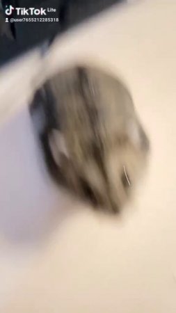 хомяк