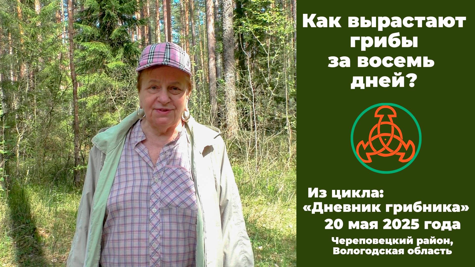 Как вырастают грибы за восемь дней? "Дневник грибника"  20 мая 2025 года. смотреть онлайн