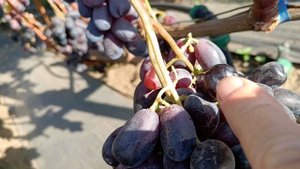 Виноград Графиня(Калугин В. М.) 21.08.24г.виноградник Коро?