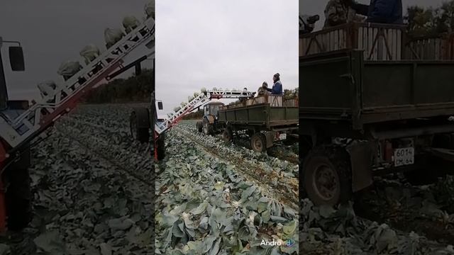 МТЗ 82. Уборка капусты! 2024. смотреть онлайн