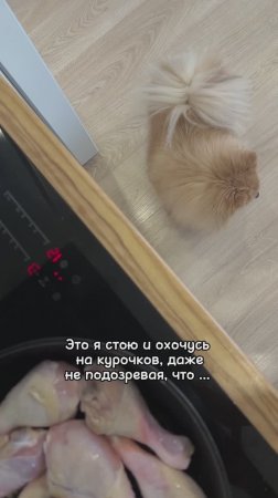 Как Бася охотится на курочку?