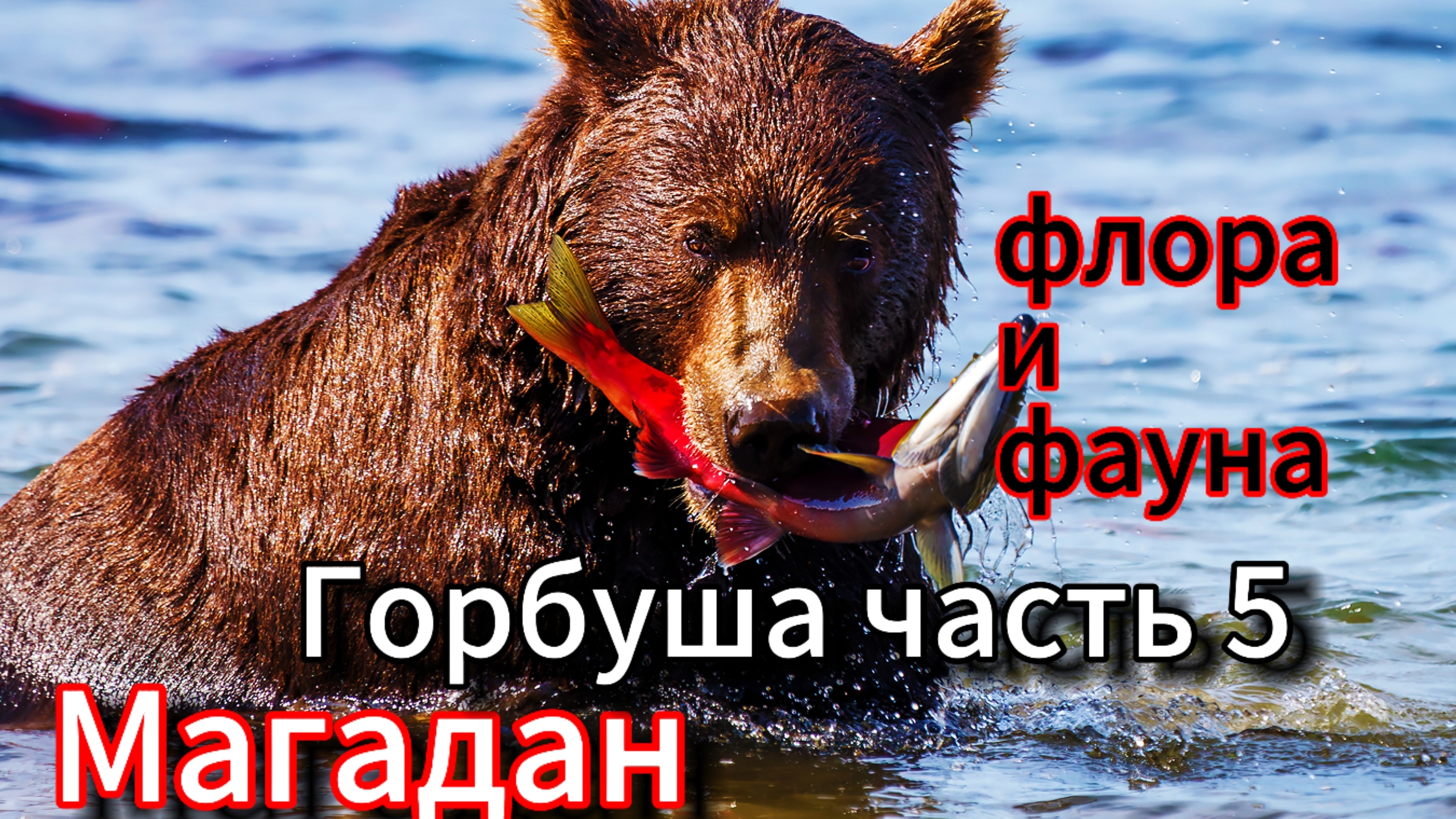 Магадан - (флора и фауна, заповедные места) часть 5